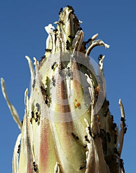 Ants, Aphids and Mites on a Yucca