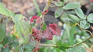 Ants and aphids on a rosebush