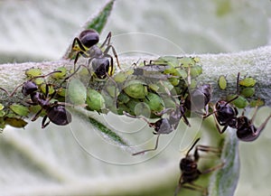 Ants and aphids