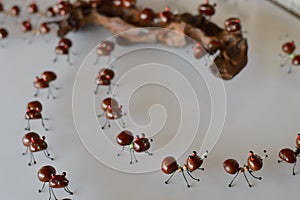 Ants art chestnut white floor and background