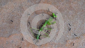 Ants attack and eat green grasshopper