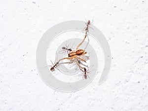 Ants attacking spider