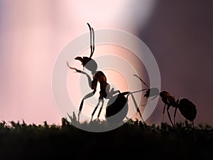 Ants on a background of pink sunset