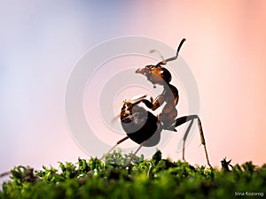 Ants on a background of pink sunset