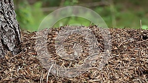 Ants and big anthill in forest