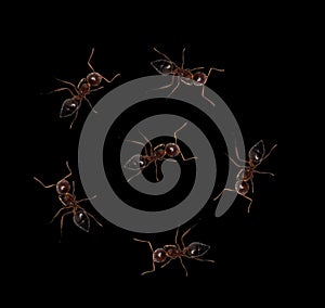 Ants on a black background. macro