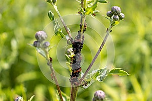 Ants and black bugs - possibly aphids - crawling on a thorny plant stem - close-up shot of their interaction