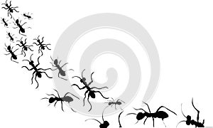 Ants black silhouette