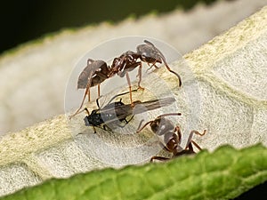 Ants and Black Winged Aphid