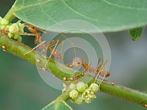 Ants on branch