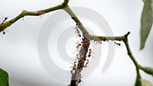 Ants on a branch of a tree in the garden. Macro