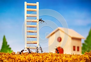 Ants build a house with ladder