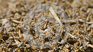 Ants building an anthill. Colony insects. Macro. Red forest ants. Anthill in the forest closeup