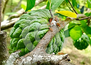 Ants building their Nest on Raw Sugar Apple Green