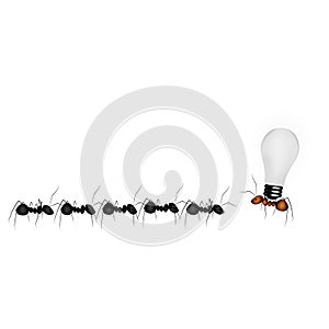 Ants, business team