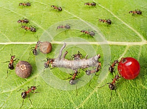 ants cargo traffic in anthill, teamwork