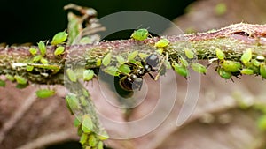 Ants caring for aphids, symbiosis of insects in their natural habitat, farm relations between ants and aphids