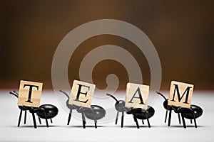 Ants carry letters that make up the word team
