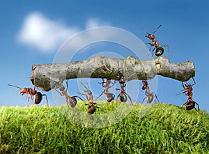 Ants carry log with chief on it, team work photo