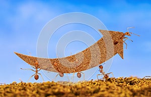 Ants carry rising arrow for business graph photo