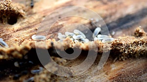 Ants carry their larvae away