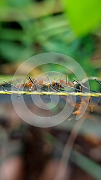 ants carrying caterpillars colonize on the net