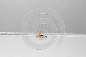 Ants carrying food inside the house
