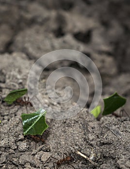 Ants carrying leaf parts to their nest