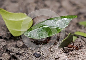 Ants carrying leaf parts to their nest