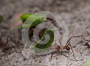 Ants carrying leaf parts to their nest