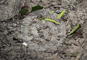 Ants carrying leaf parts to their nest