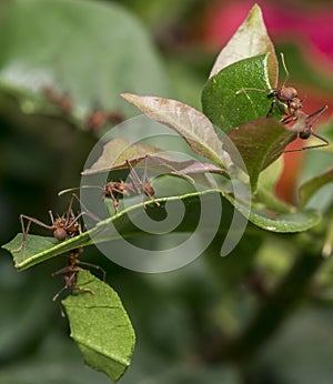 Ants carrying leaf parts to their nest