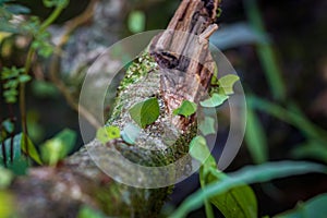 Ants carrying leafs in Nauyaca Waterfall Nature Park (Costa Rica)