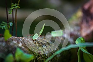 Ants carrying leafs in Nauyaca Waterfall Nature Park (Costa Rica)