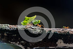 Ants are carrying on leaves