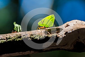 Ants are carrying on leaves