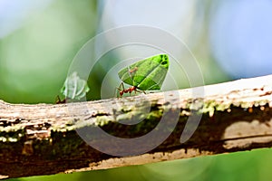 Ants are carrying on leaves