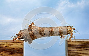 Ants carrying wood across channel, teamwork photo