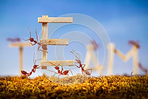 Ants carrying wording team photo