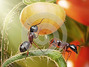 ants checking tomatos in backlight photo