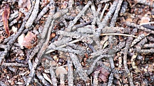 Ants close-up. Ants family. Little black ants are at work. Ants with prey at the entrance to the termite mound. Clay and