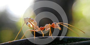 ants closeup