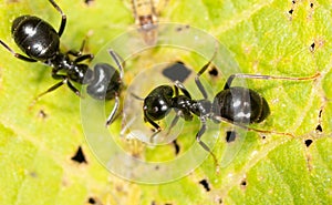 Ants collect aphids on a tree leaf. Macro photo