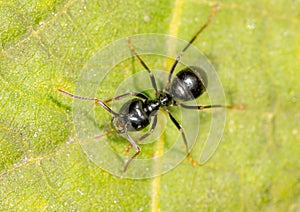 Ants collect aphids on a tree leaf. Macro photo