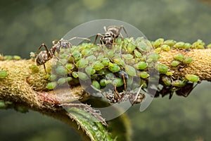 Ants collecting honeydew from aphids