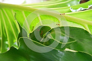 Ants colonize walking on philodendron leaves