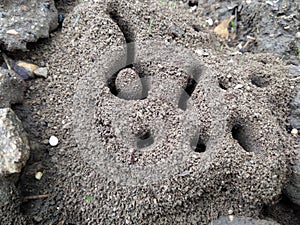 Ants colony entrence macro photo photo