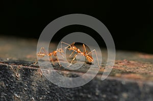2 ants communicating photo