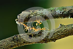 Ants constructing bridge , Teamwork .