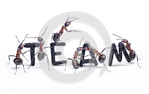 Ants constructing word team with letters, teamwork